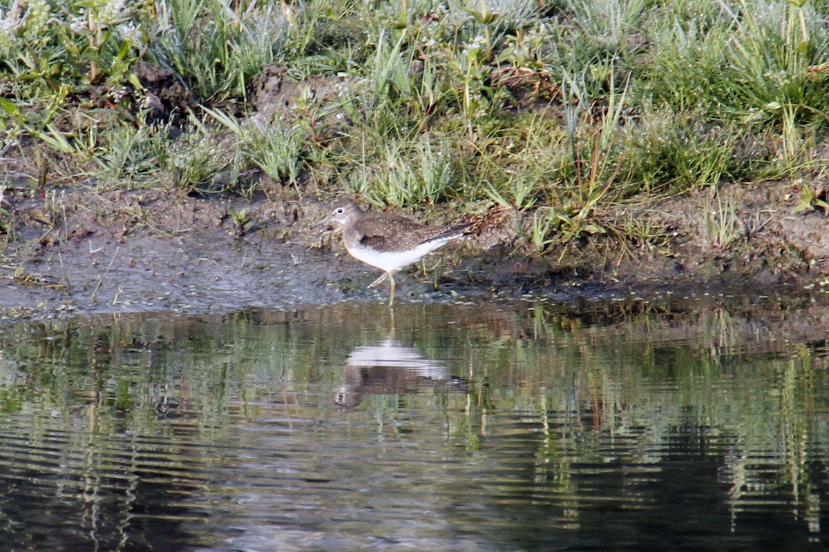 Solitary Sandpiper - ML85420521