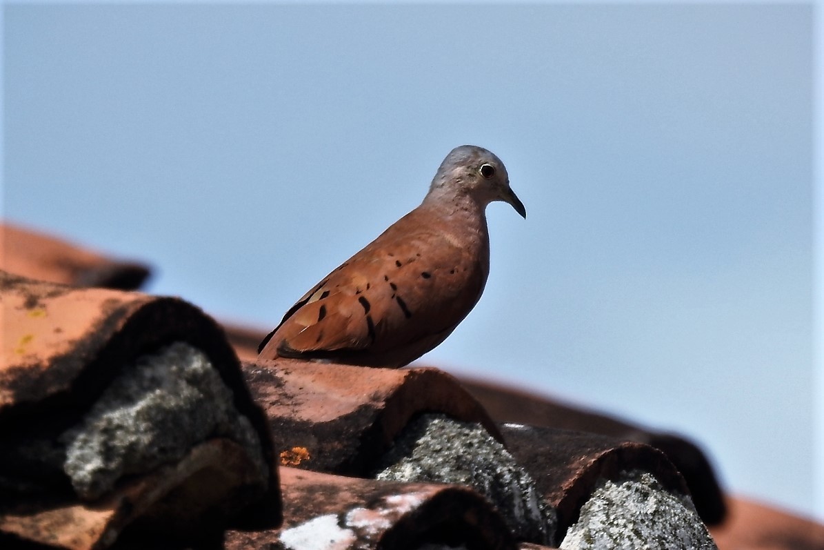 Ruddy Ground Dove - ML85421441