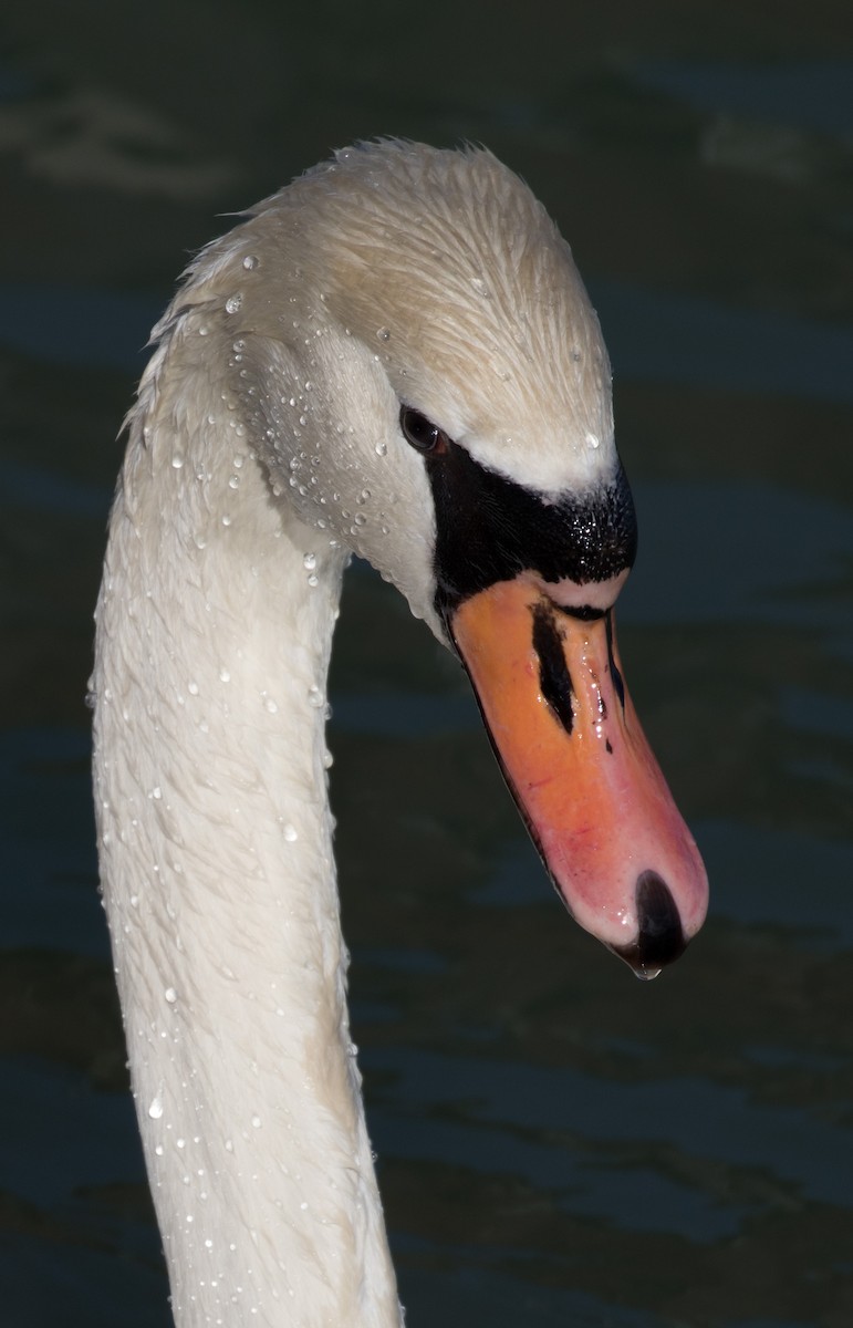 Mute Swan - Kenny Younger