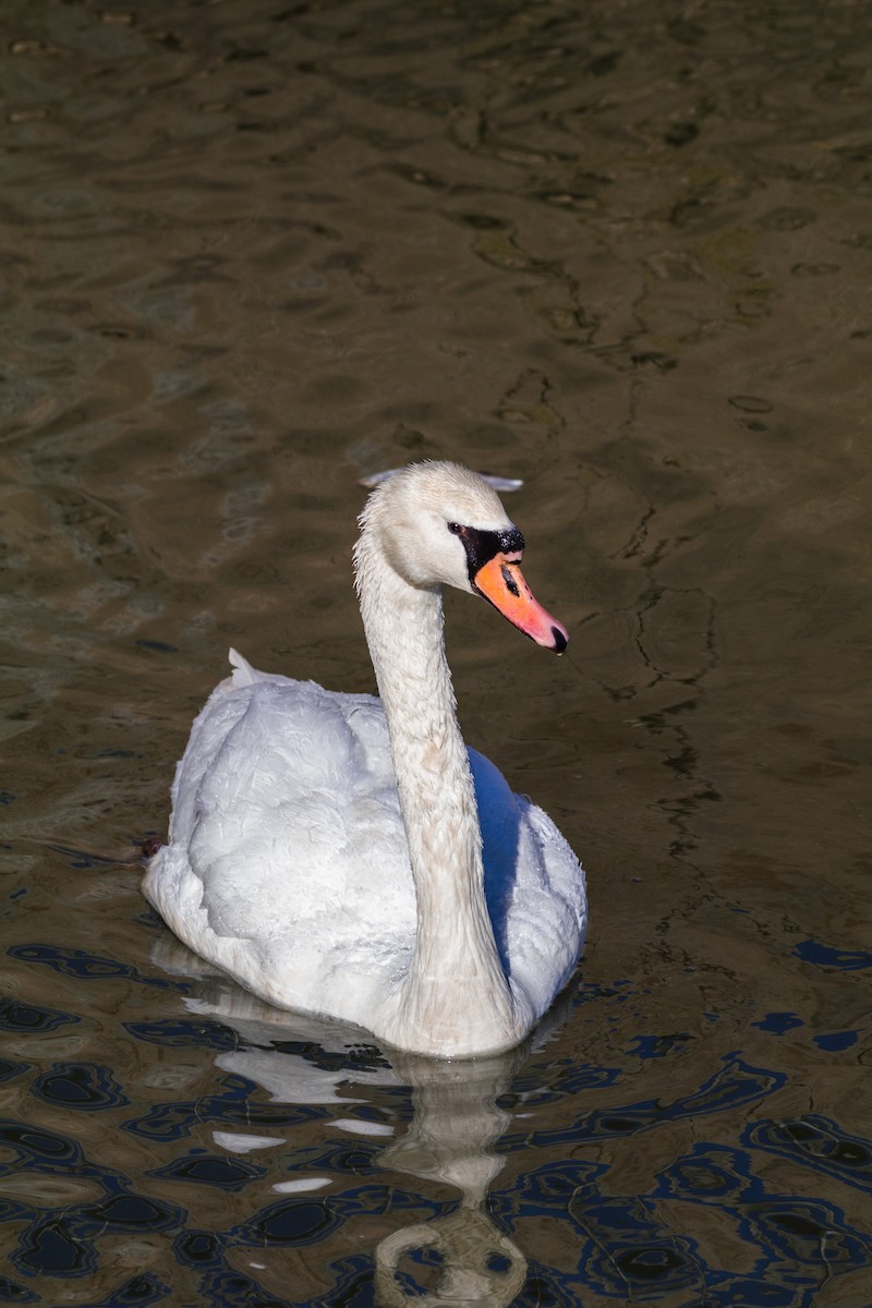 Mute Swan - Kenny Younger
