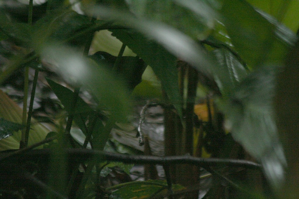 Panamáameisenvogel - ML85425131