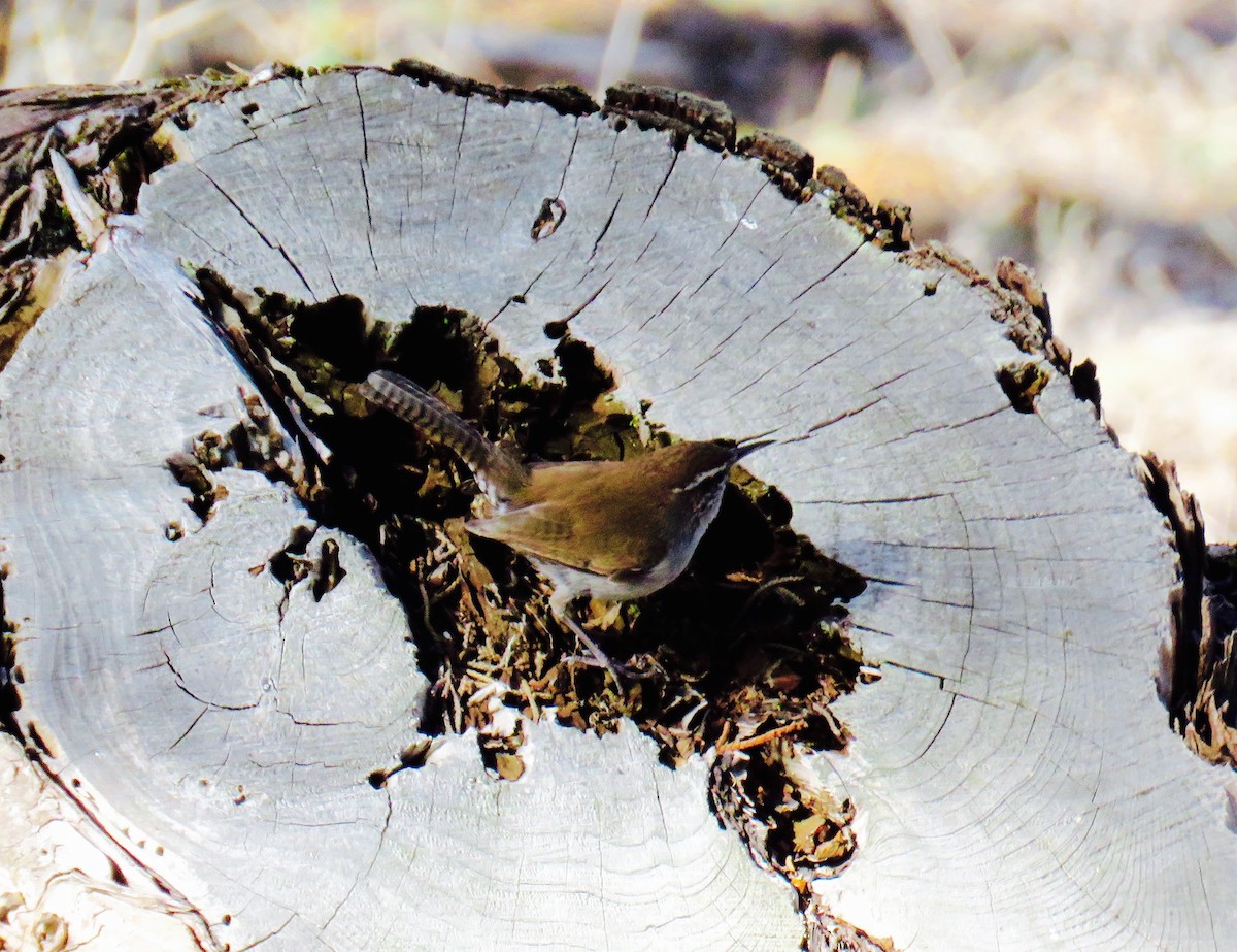 Bewick's Wren - Petra Clayton