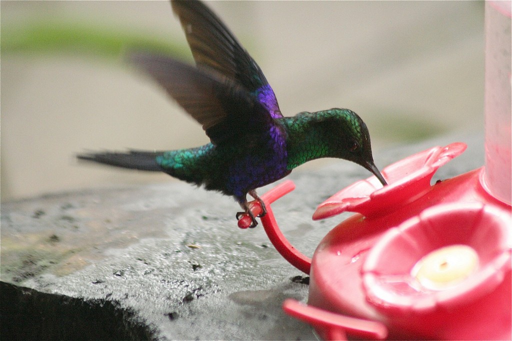kolibřík vidloocasý [skupina fannyae]/(ssp. hypochlora) - ML85425311