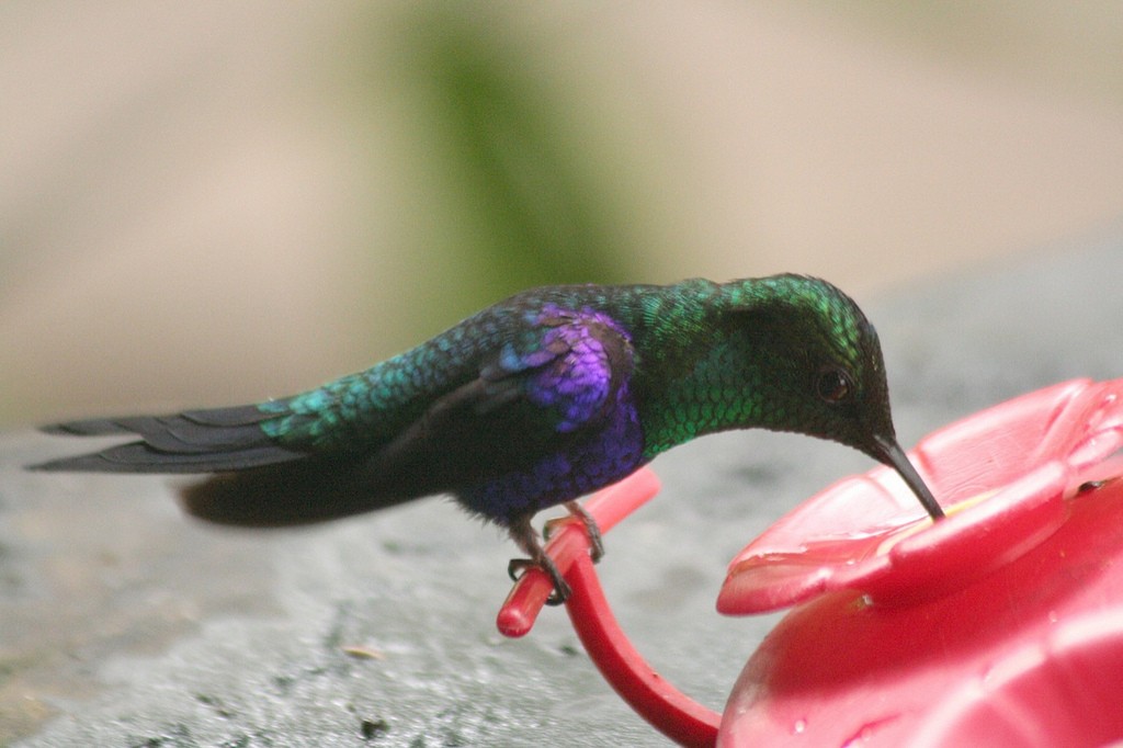 kolibřík vidloocasý [skupina fannyae]/(ssp. hypochlora) - ML85425321