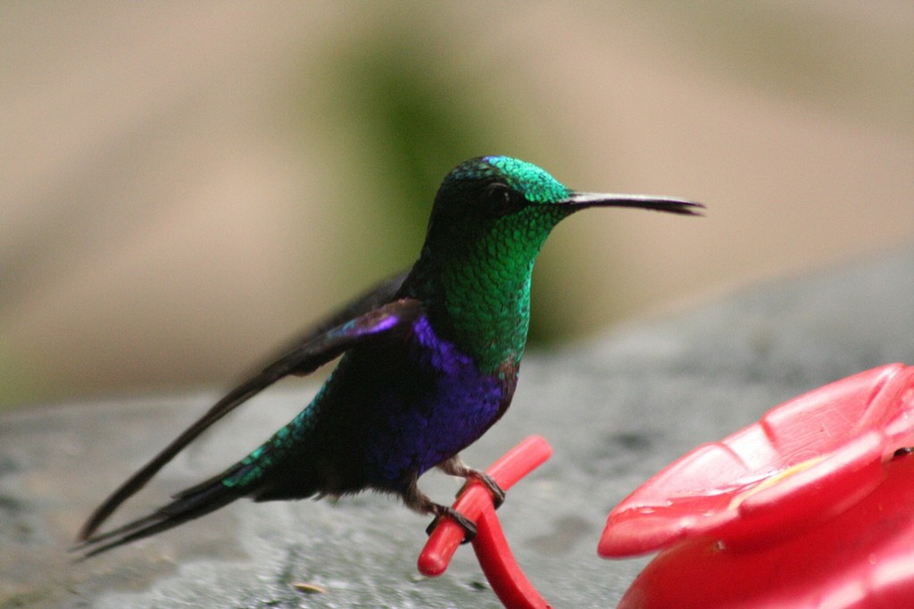 kolibřík vidloocasý [skupina fannyae]/(ssp. hypochlora) - ML85425331