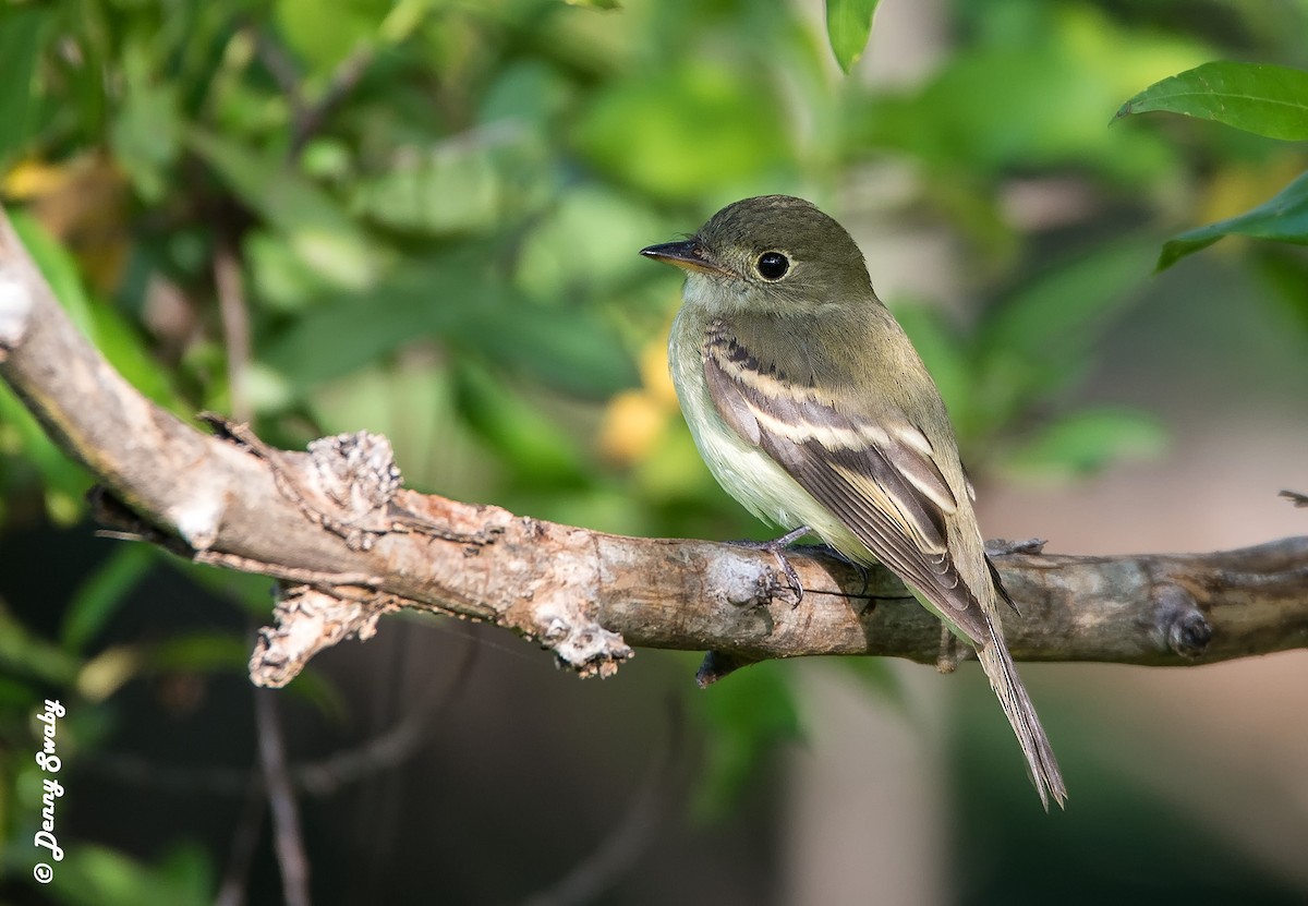 Acadian Flycatcher - ML85425511