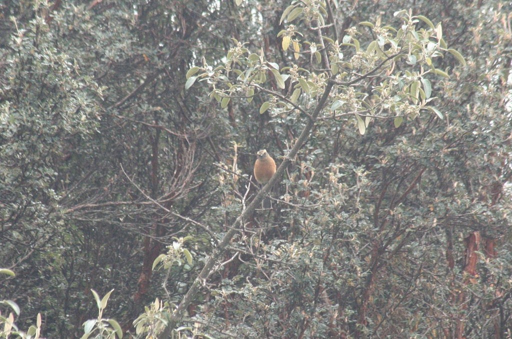 Brown-backed Chat-Tyrant - Eric DeFonso 🦑