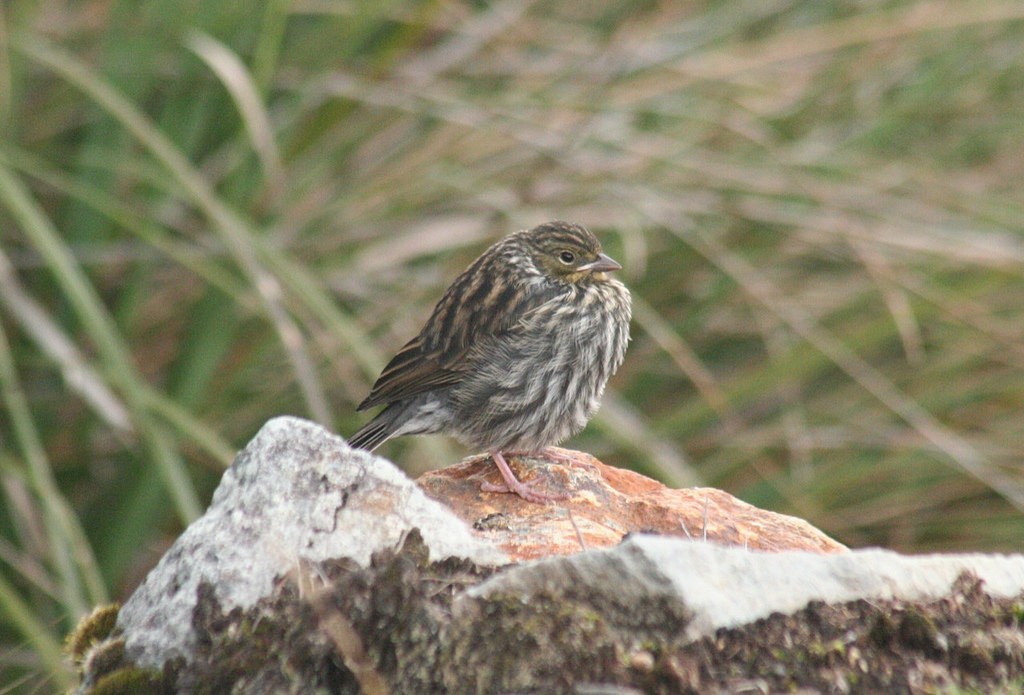 Plumbeous Sierra Finch - ML85427881