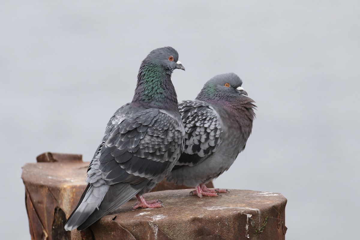 Rock Pigeon (Feral Pigeon) - ML85429811