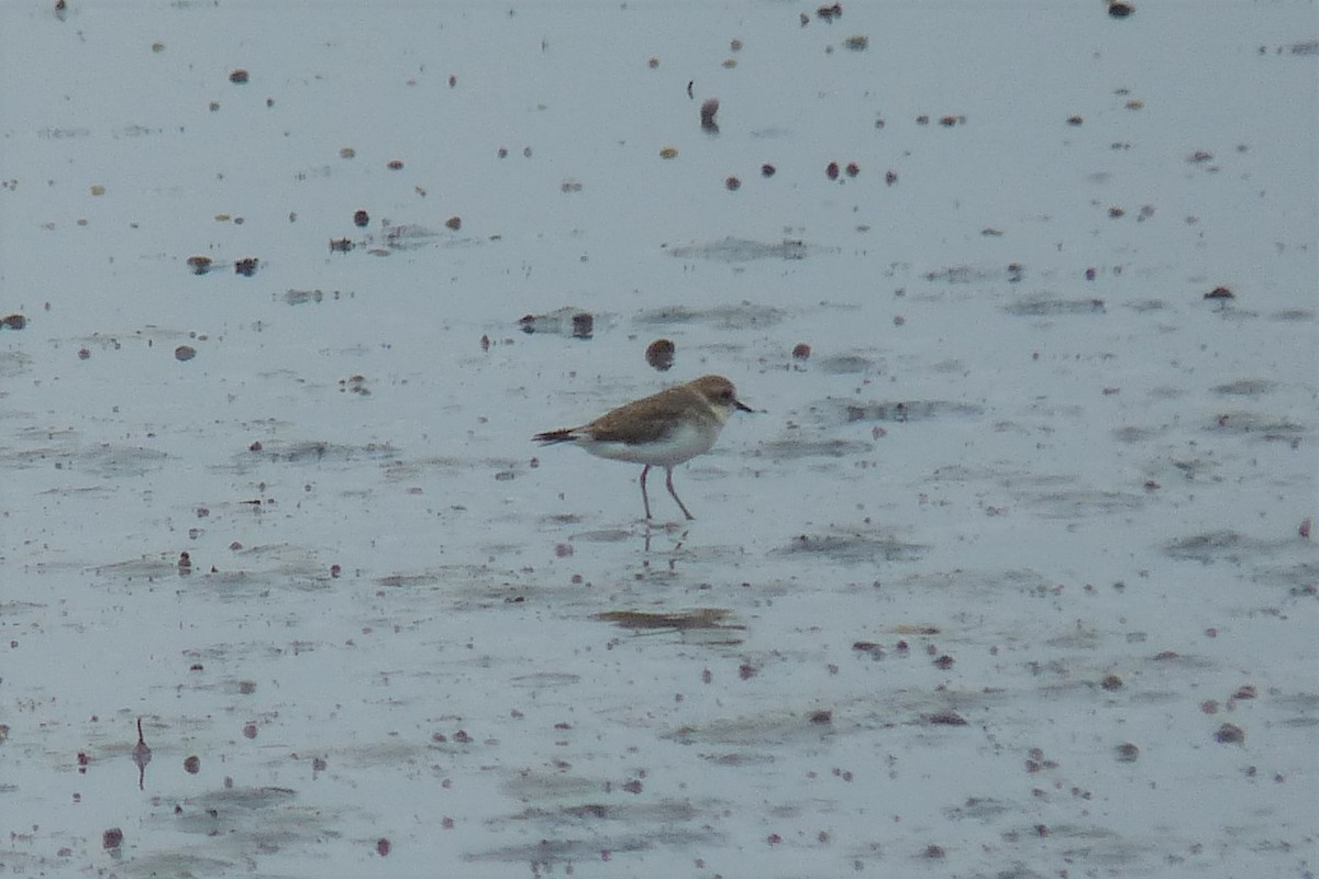 Double-banded Plover - ML85430381