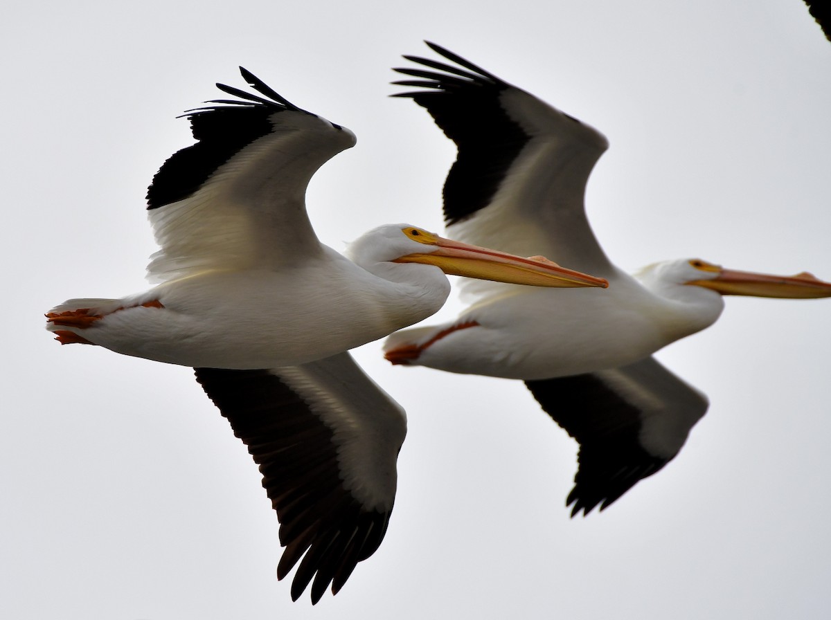 American White Pelican - Roy Fisher
