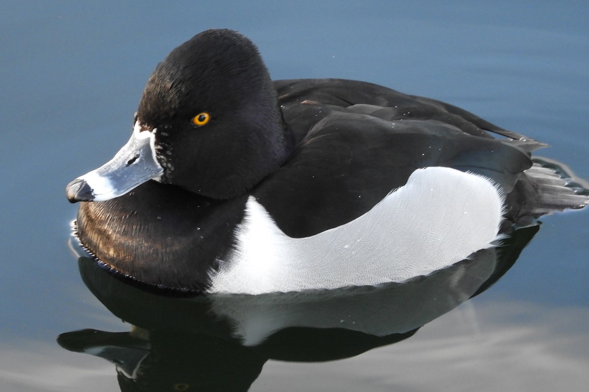 Ring-necked Duck - ML85430901