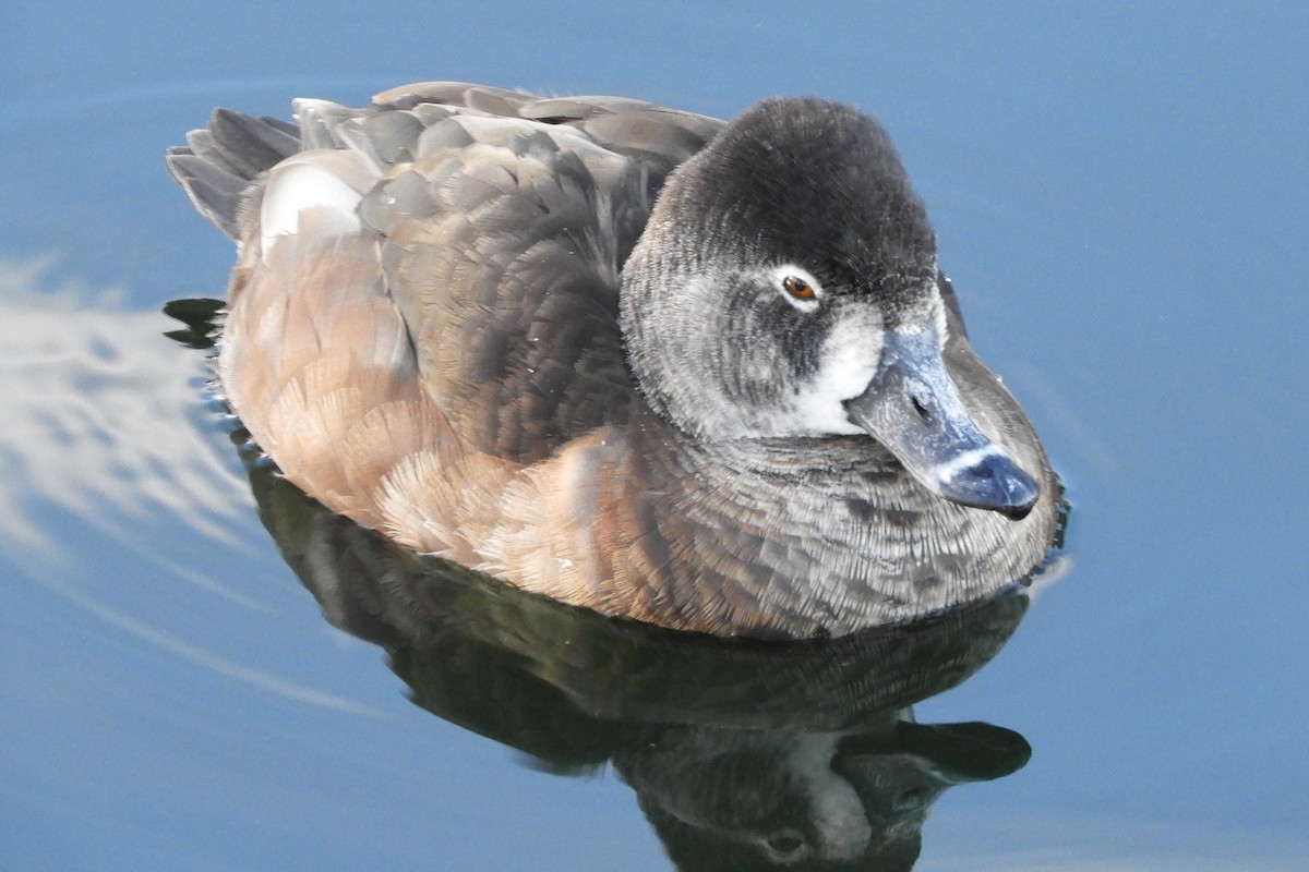 Ring-necked Duck - ML85430921