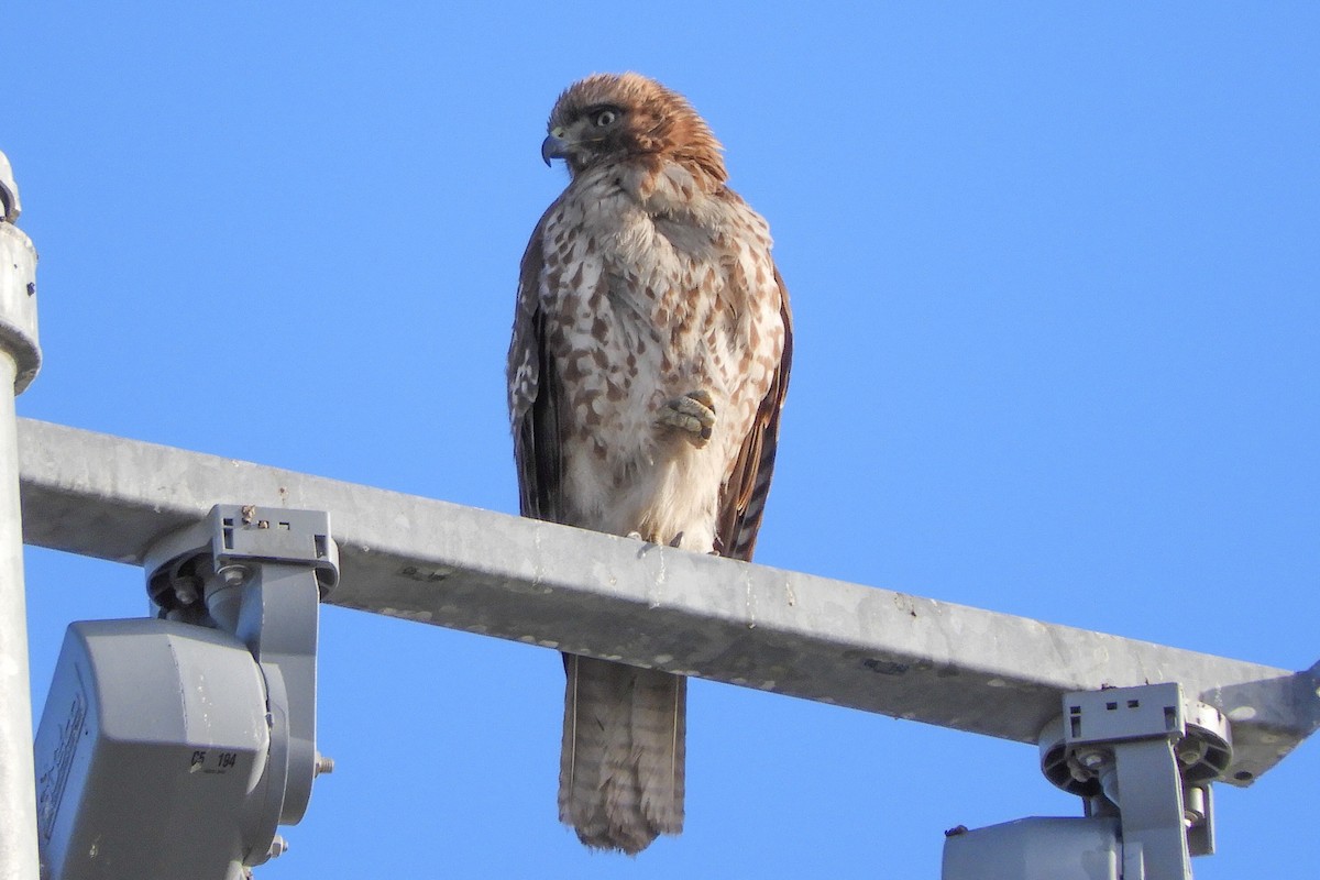 Red-tailed Hawk - ML85431901