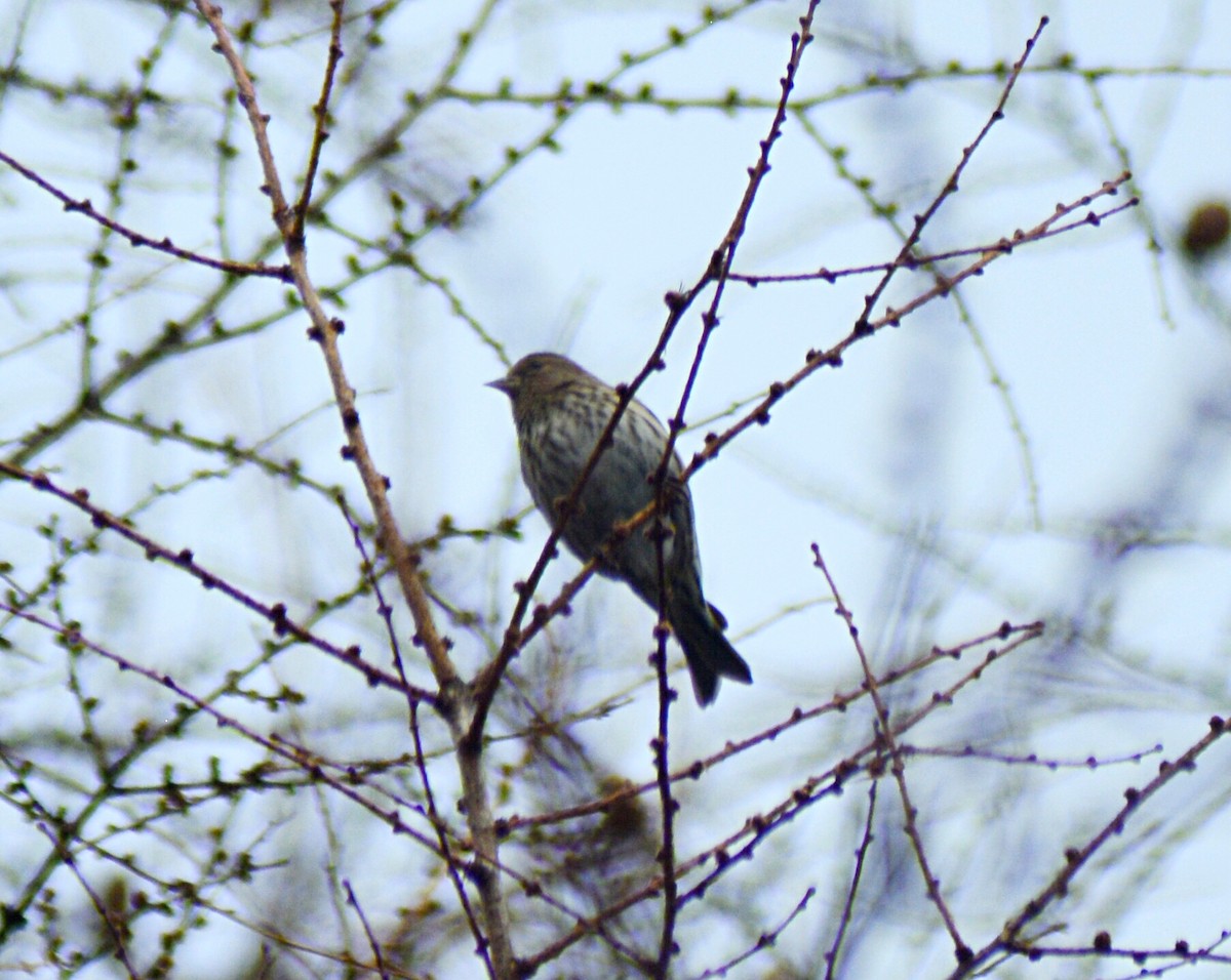 Pine Siskin - ML85433361