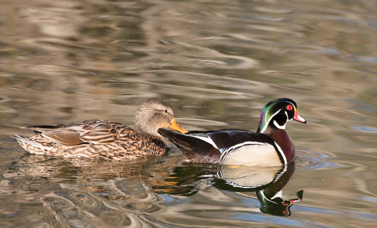 Wood Duck - Herb Elliott