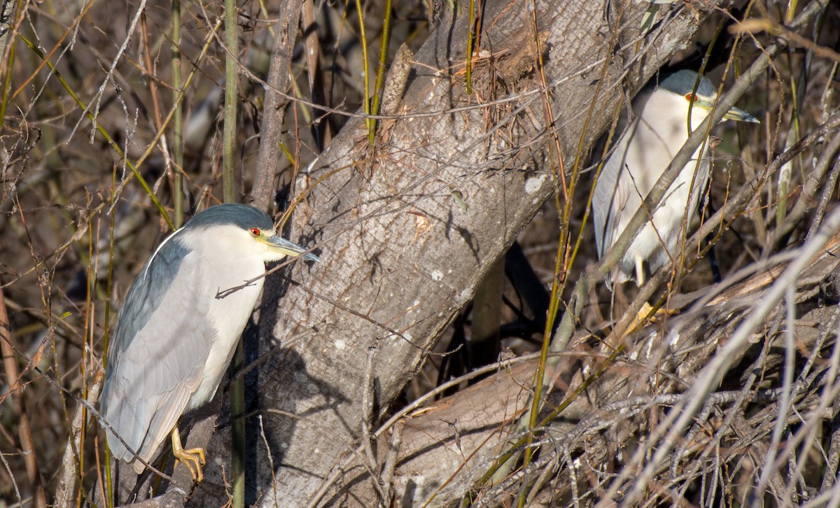 Black-crowned Night Heron - Herb Elliott