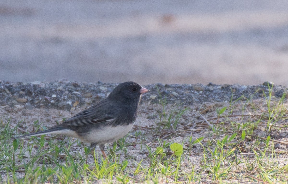 Dark-eyed Junco (Slate-colored) - Herb Elliott