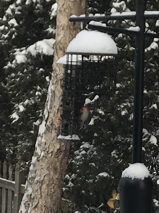 Red-bellied Woodpecker - ML85434691