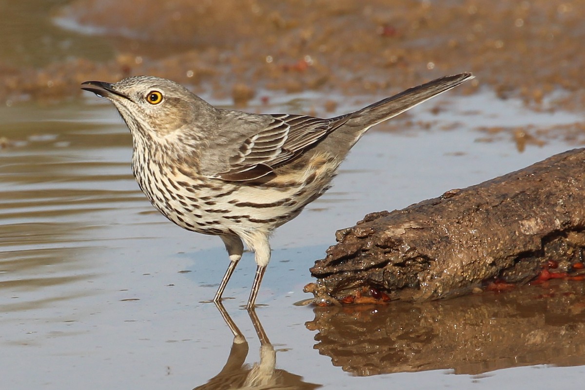 Sage Thrasher - sam hough