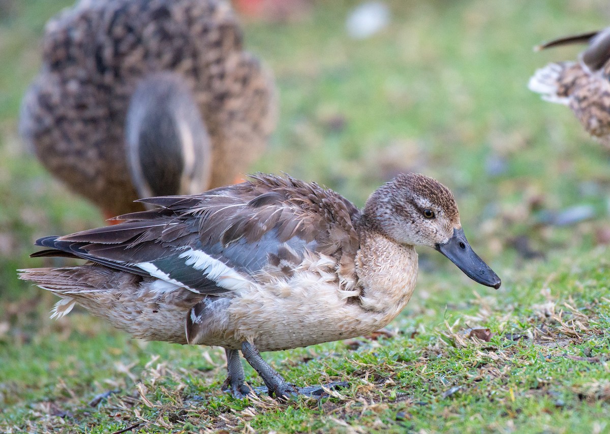 Garganey - Herb Elliott