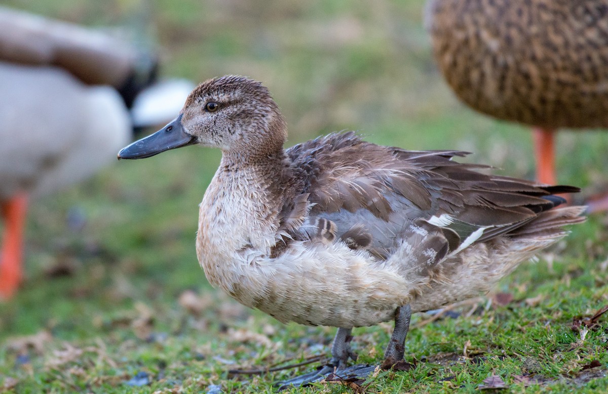 Garganey - ML85435351