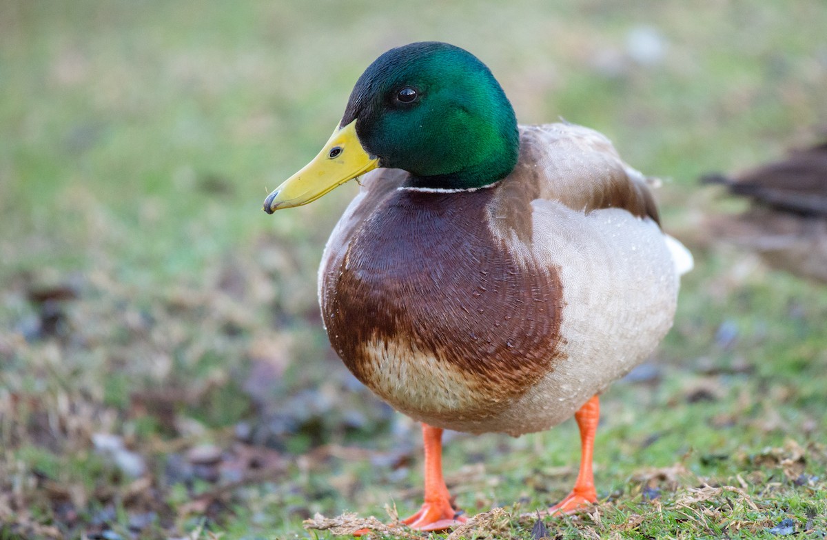Mallard - Herb Elliott