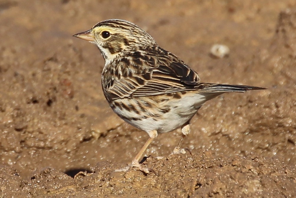 Savannah Sparrow (Savannah) - sam hough