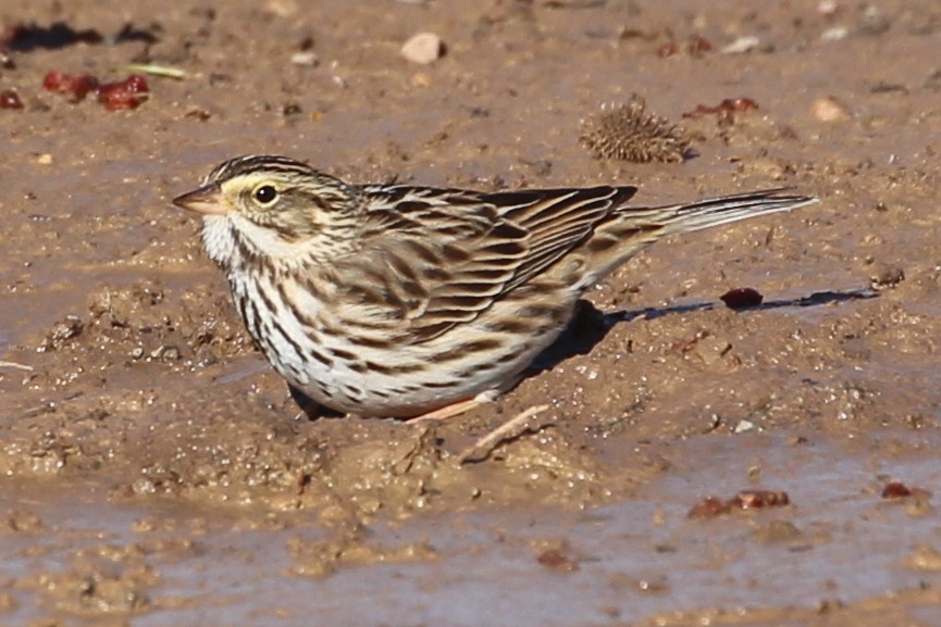 Savannah Sparrow (Savannah) - ML85437281