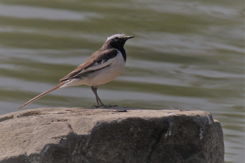 White-browed Wagtail - ML85437751