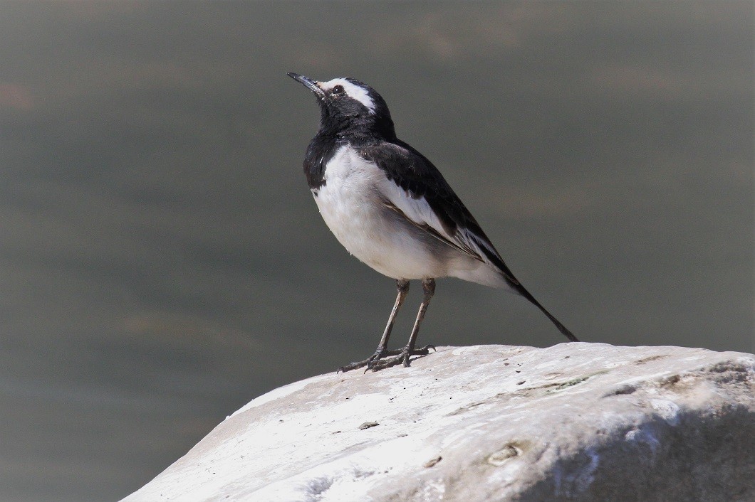 White-browed Wagtail - ML85437791