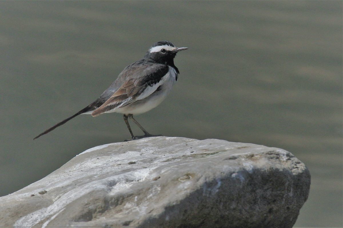 White-browed Wagtail - ML85437801