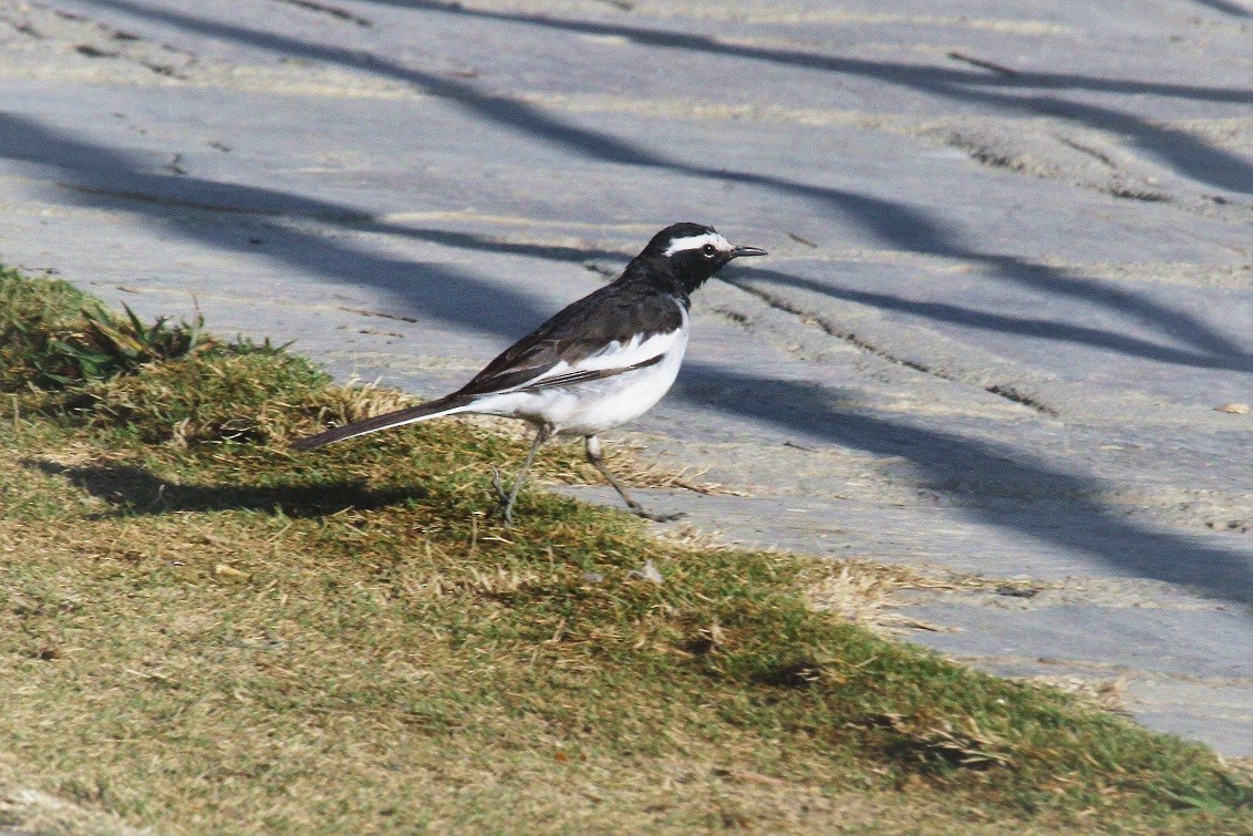 White-browed Wagtail - ML85437811