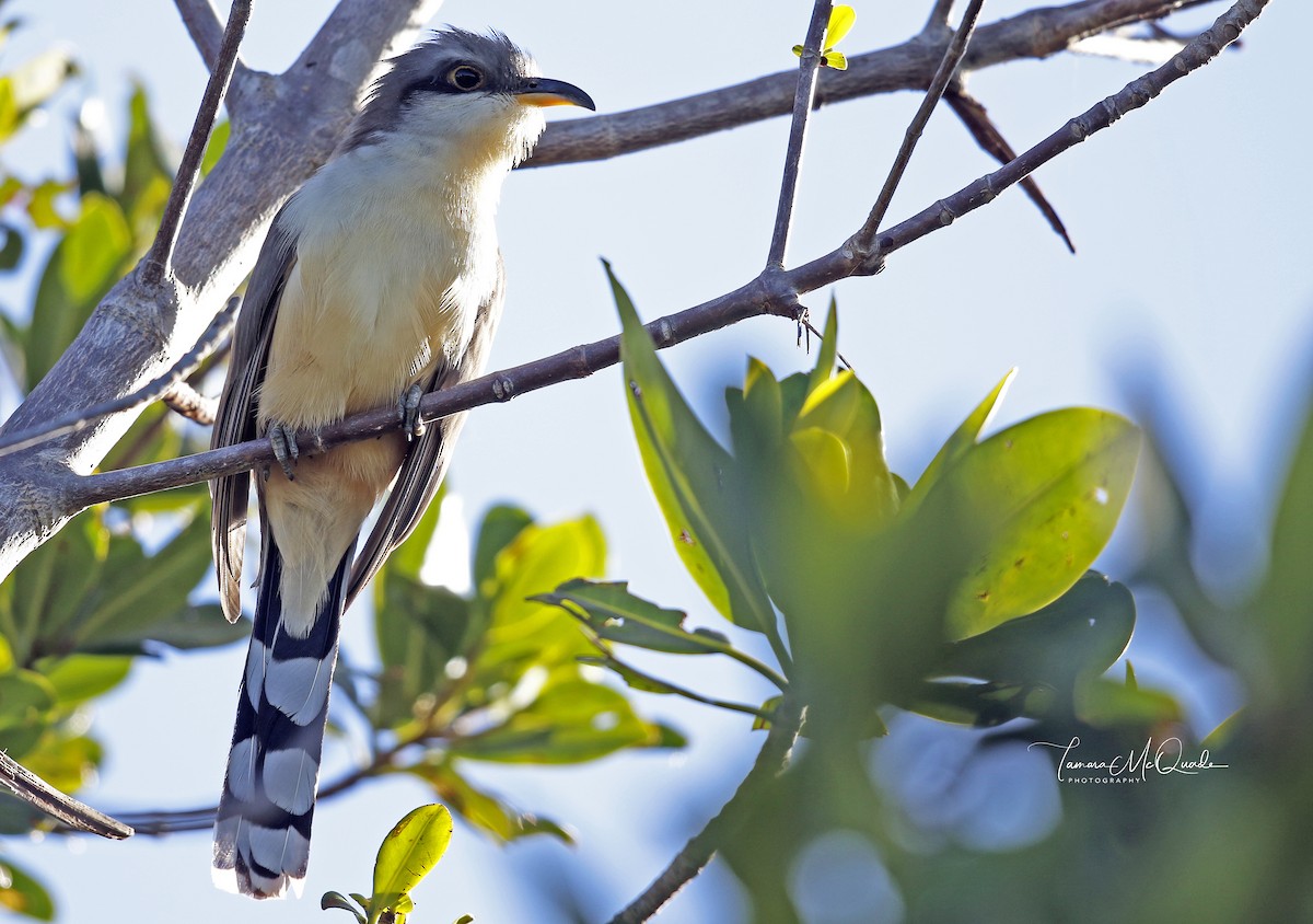 Mangrove Cuckoo - ML85438221