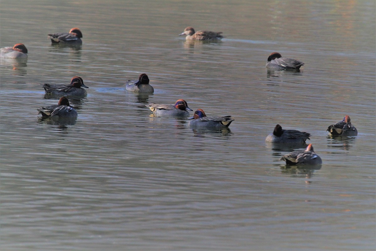 Green-winged Teal - Elena Kreuzberg