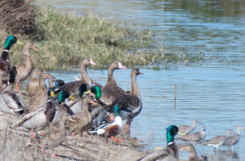 Greater White-fronted Goose - ML85438891