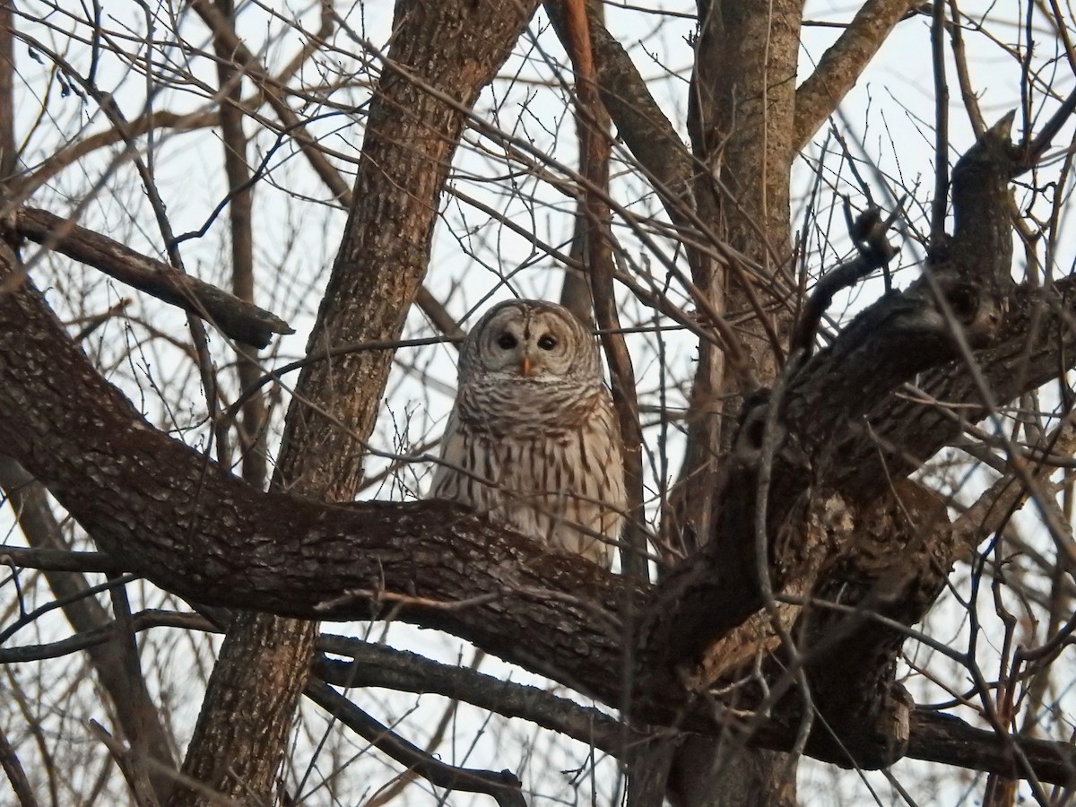 Barred Owl - ML85438961