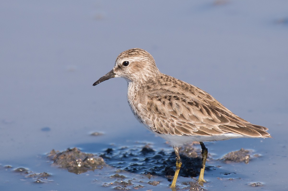 Least Sandpiper - ML85439111