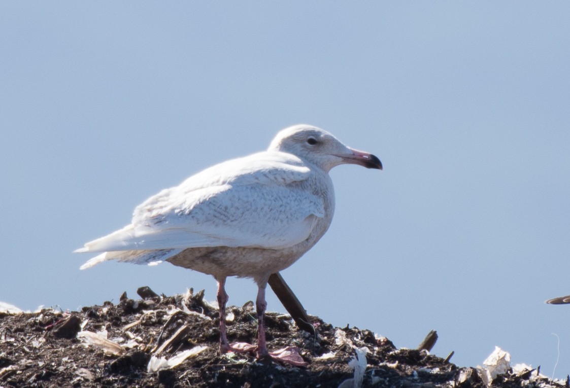 Glaucous Gull - ML85439521