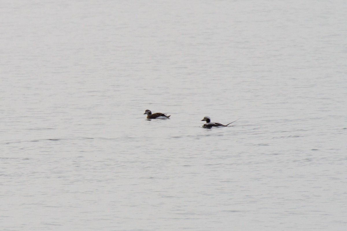 Long-tailed Duck - Kristof Zyskowski