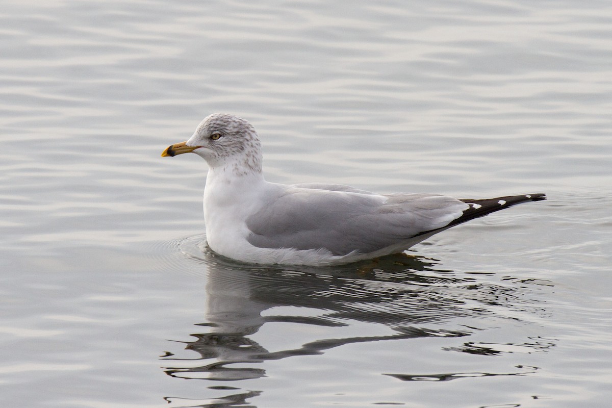 Ring-billed Gull - ML85442381