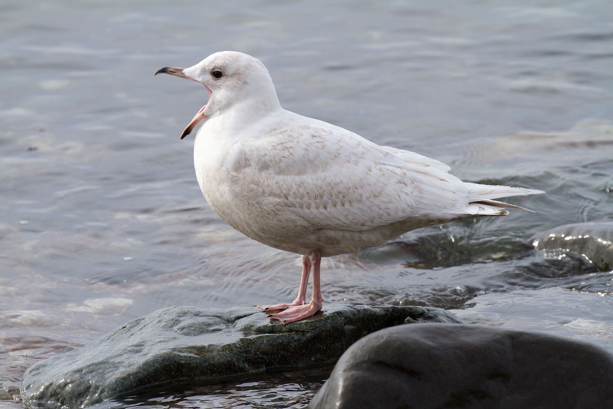 Iceland Gull - ML85442551