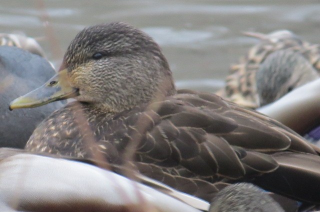 American Black Duck - dean anderson