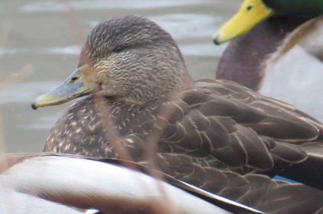 American Black Duck - ML85442801