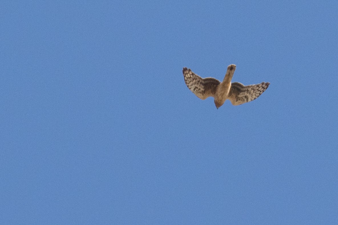 Aguilucho Pálido - ML85442901