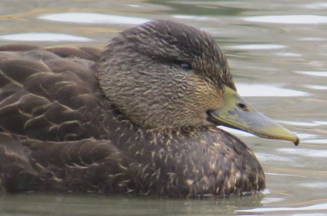 American Black Duck - ML85442961