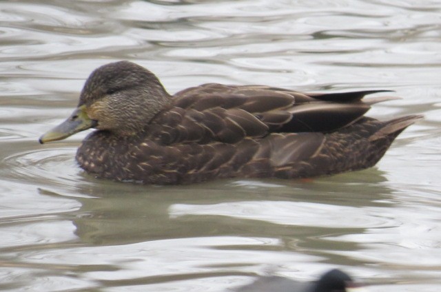 American Black Duck - ML85443041