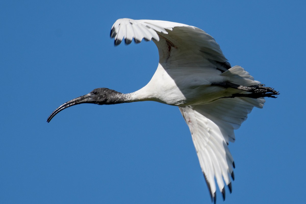 Australian Ibis - Terence Alexander
