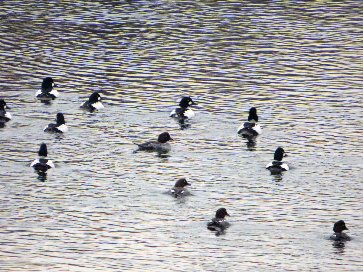 Common Goldeneye - ML85443851