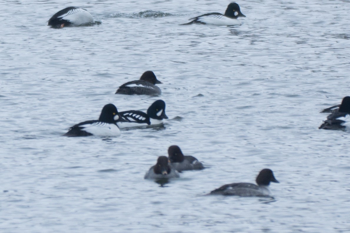 Barrow's Goldeneye - ML85444451